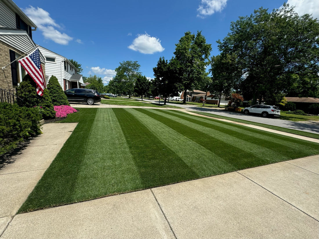 The Darkest Grass Seed You Can Buy: Fireball + Hattrick Perennial Ryegrass