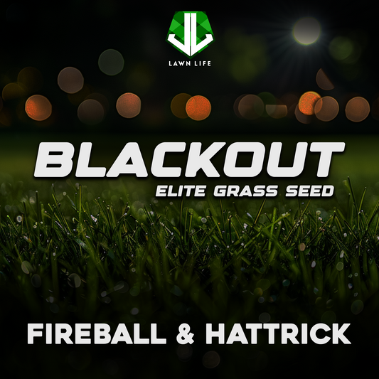 Fireball and Hattrick Perennial Grass Seed
