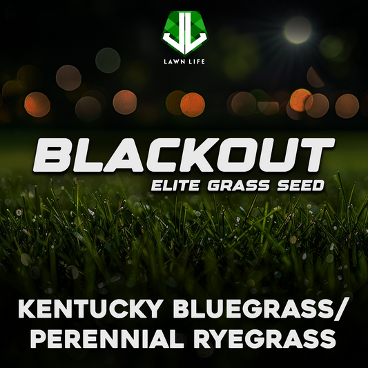 Blackout Elite Kentucky Bluegrass/Ryegrass