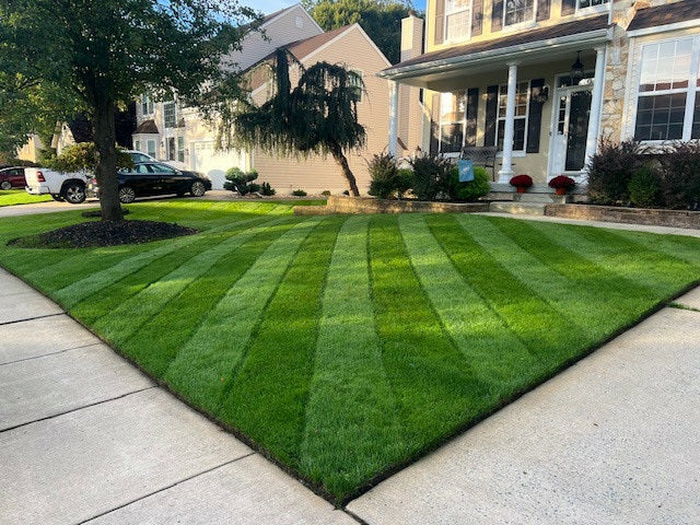 Turf Type Tall Fescue